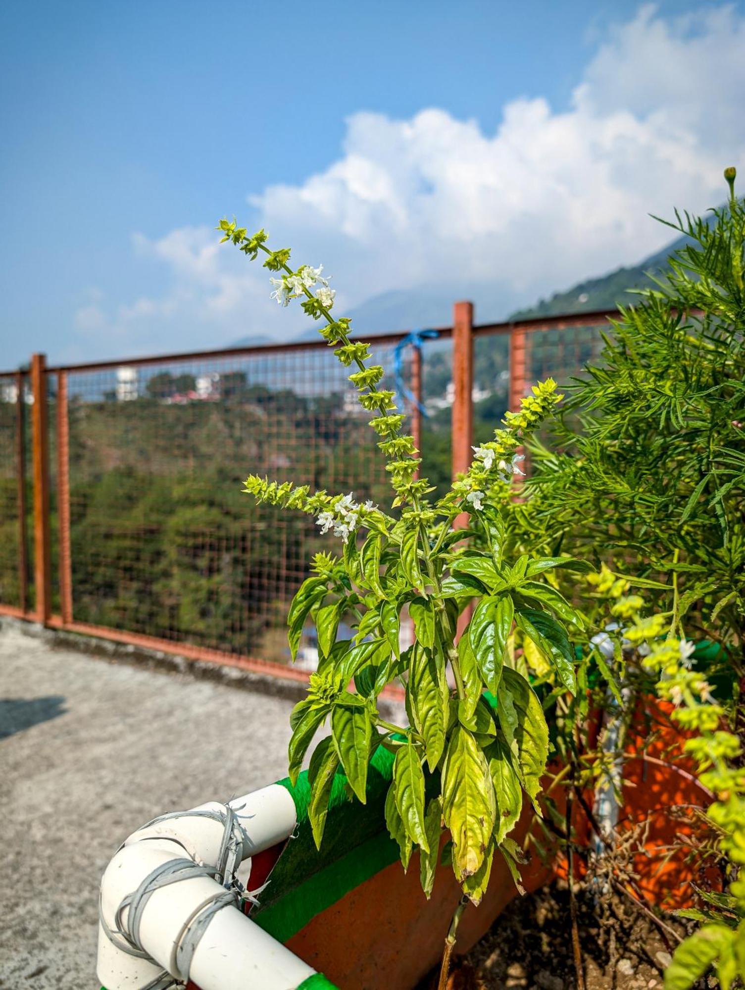 Hobo Hostel Dharamshala Buitenkant foto